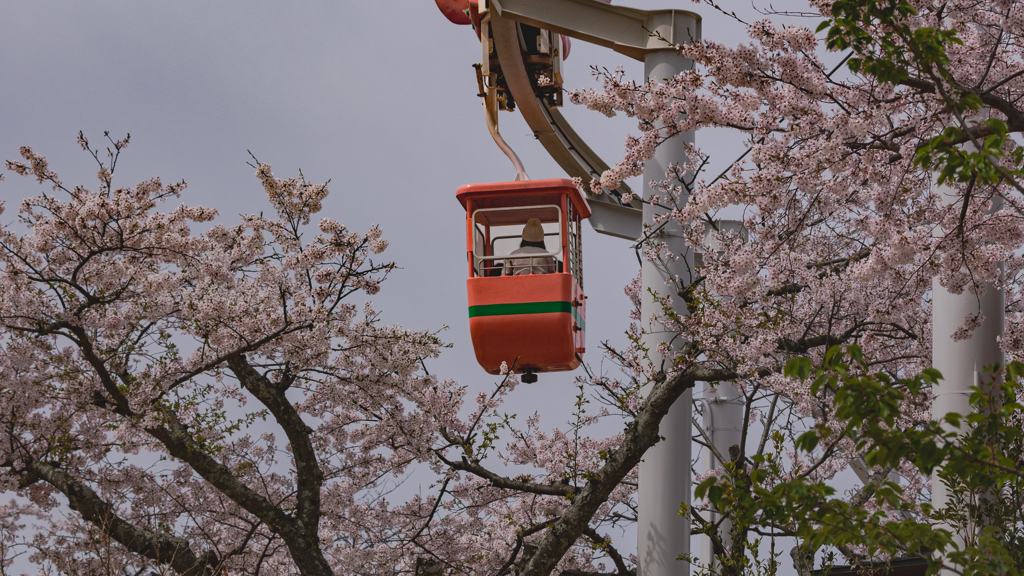 ときわ公園の桜＿３２