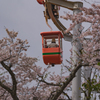 ときわ公園の桜＿３２