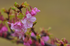 河津桜・２