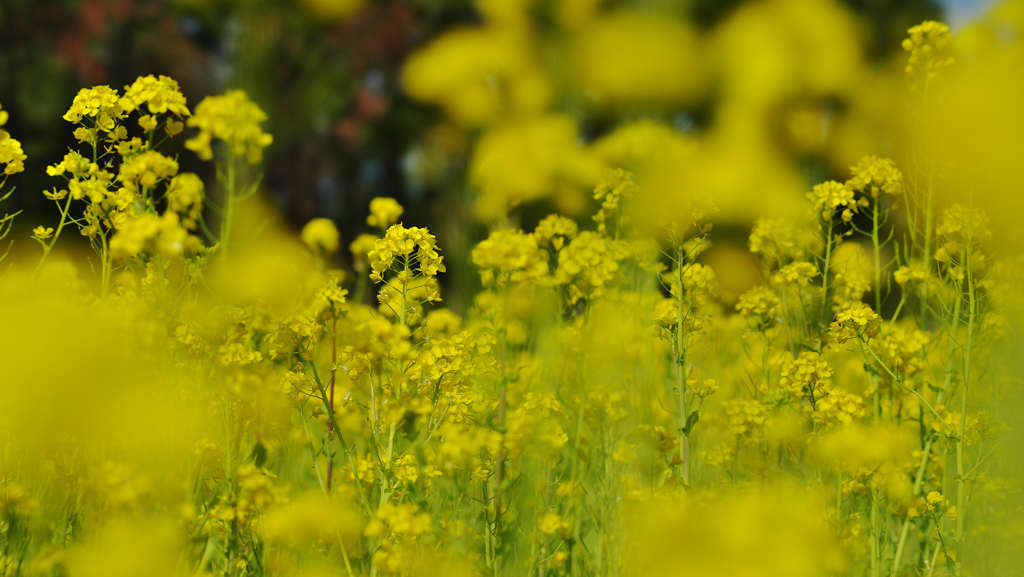 菜の花・１４