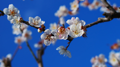 白梅・１９
