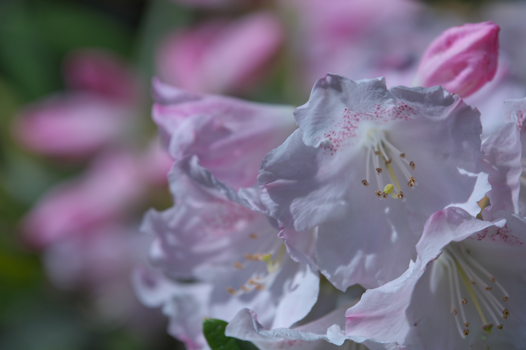 石楠花・９