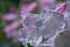 石楠花・９
