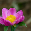 芍　薬・３