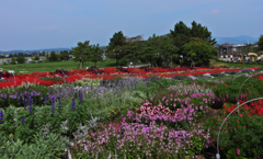 花の谷ゾーン・６