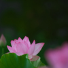 大賀蓮・７＿１