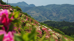 大平山 山頂公園のツツジ＿１９・３１