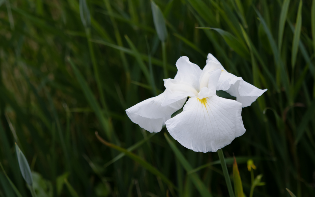 花菖蒲・１＿２