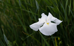 花菖蒲・１＿２
