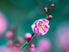 梅花・１＿３