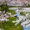 一ノ坂川の桜・１