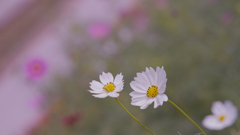 秋　桜・１＿３１