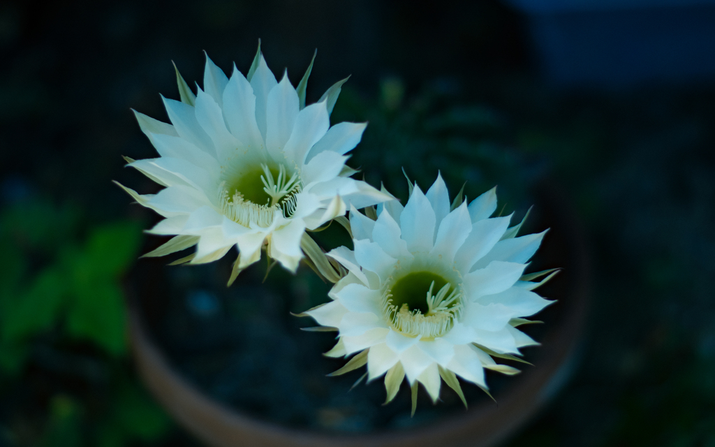 サボテンの花＿３