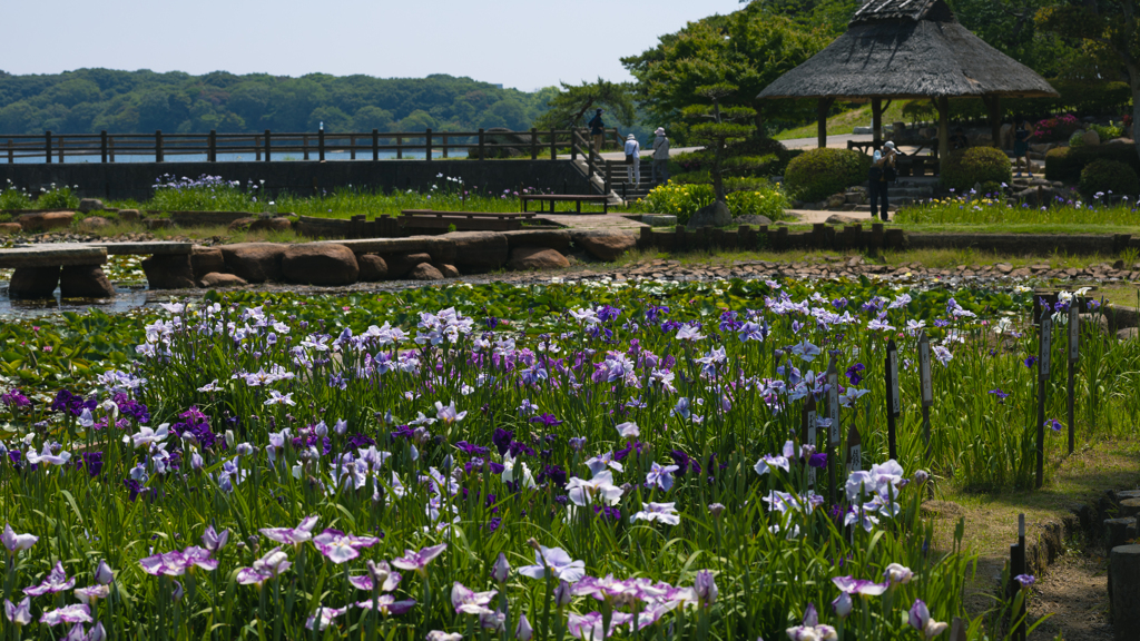 花菖蒲＿１