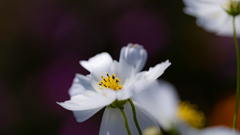 秋桜・２２＿２８