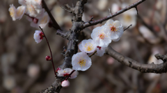 春を待つ花＿１０