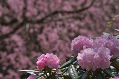 石楠花・５