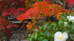 紅葉＿毛利氏庭園・３０＿８