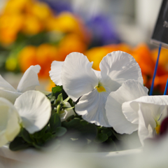 パンジー ・１９＿１６