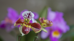 春のラン展・１９＿３