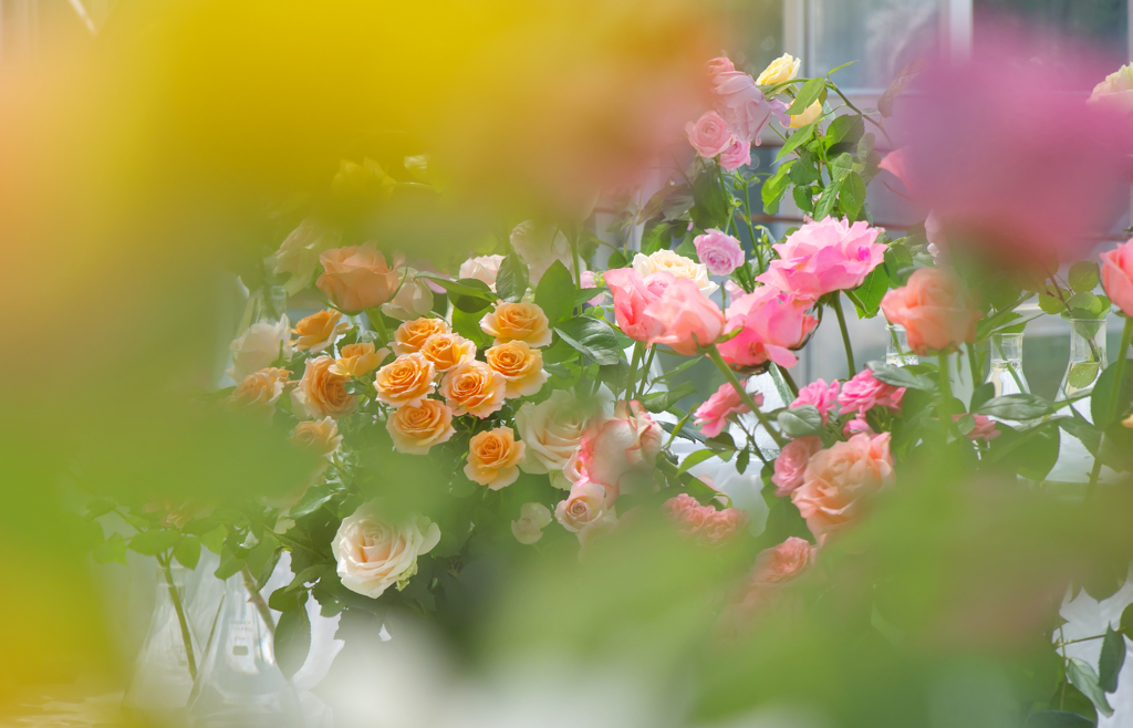 春季ばら展・１０