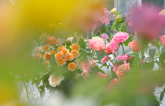 春季ばら展・１０