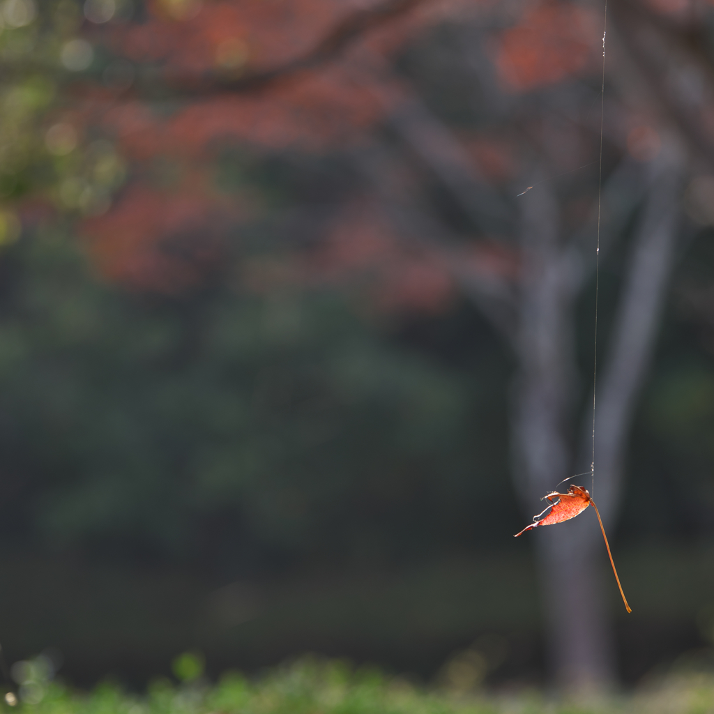 秋彩・７