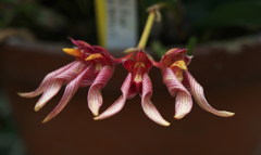 バルボ　エリザベス　アン ' Buckle  berry '