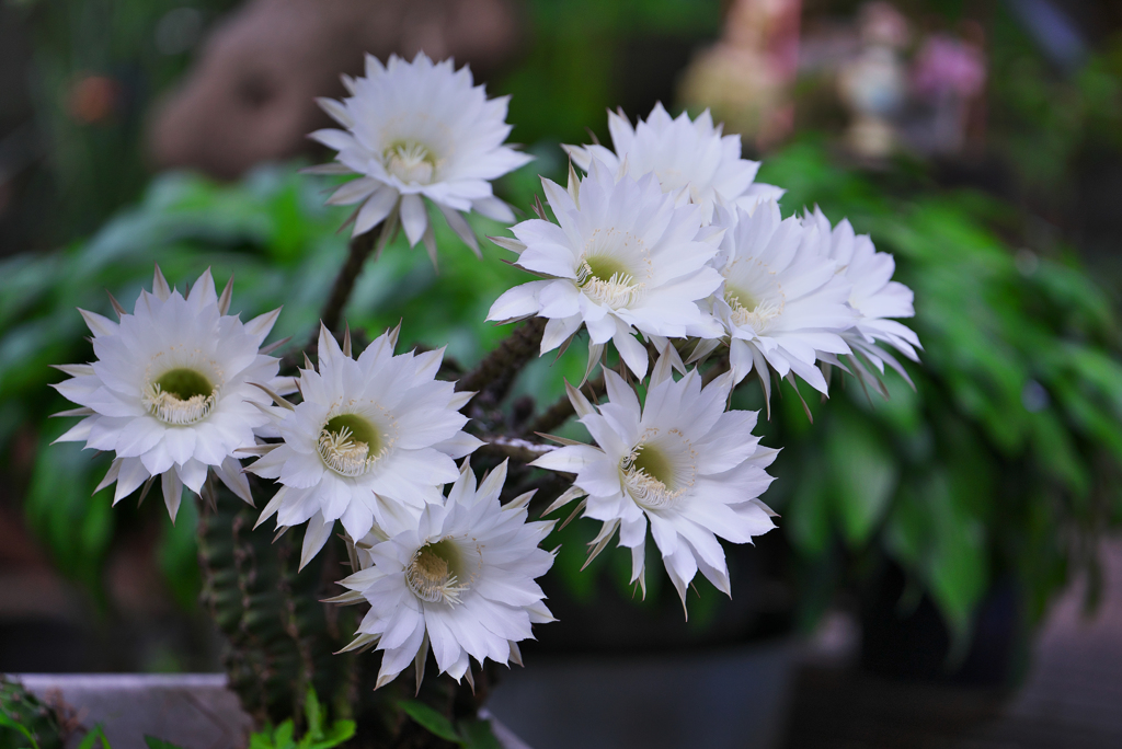 サボテンの花・３０