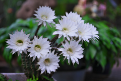 サボテンの花・３０