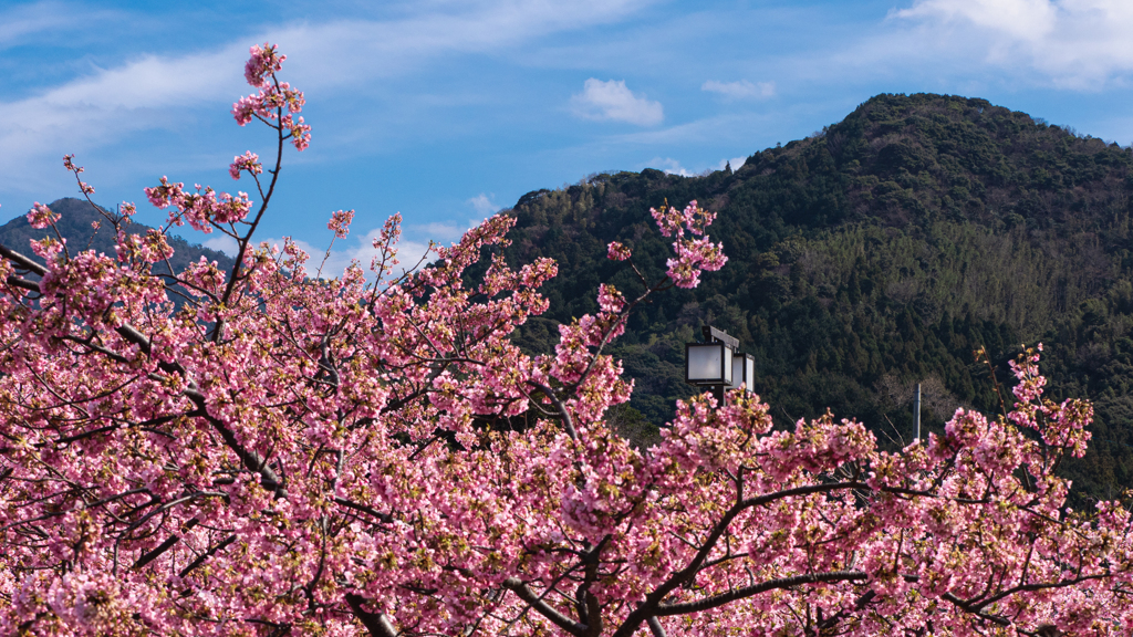 河津桜＿７