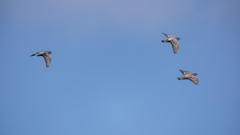 維新公園の野鳥達＿８