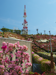 大平山 山頂公園のツツジ＿１９・３