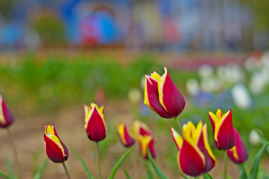 チュウリップ・２