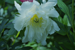 芍薬＿１０