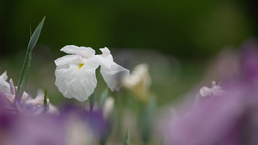 花菖蒲・３＿２
