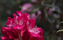 石楠花・２０