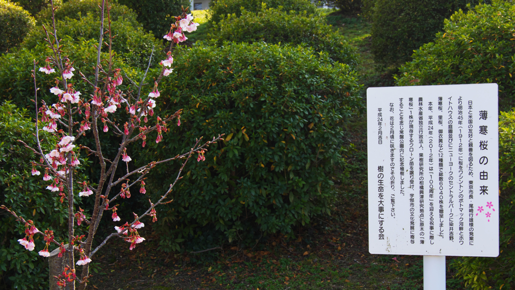 薄寒桜＿４