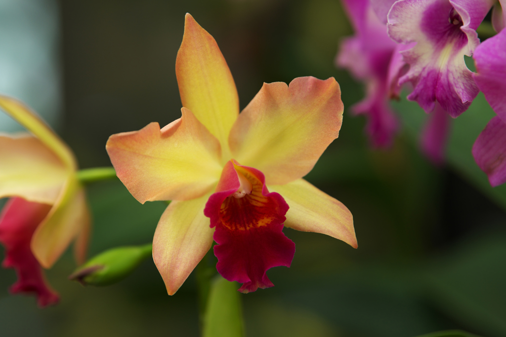 ときわミュージアム・オリジナル品種