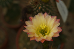 サボテンの花・１２