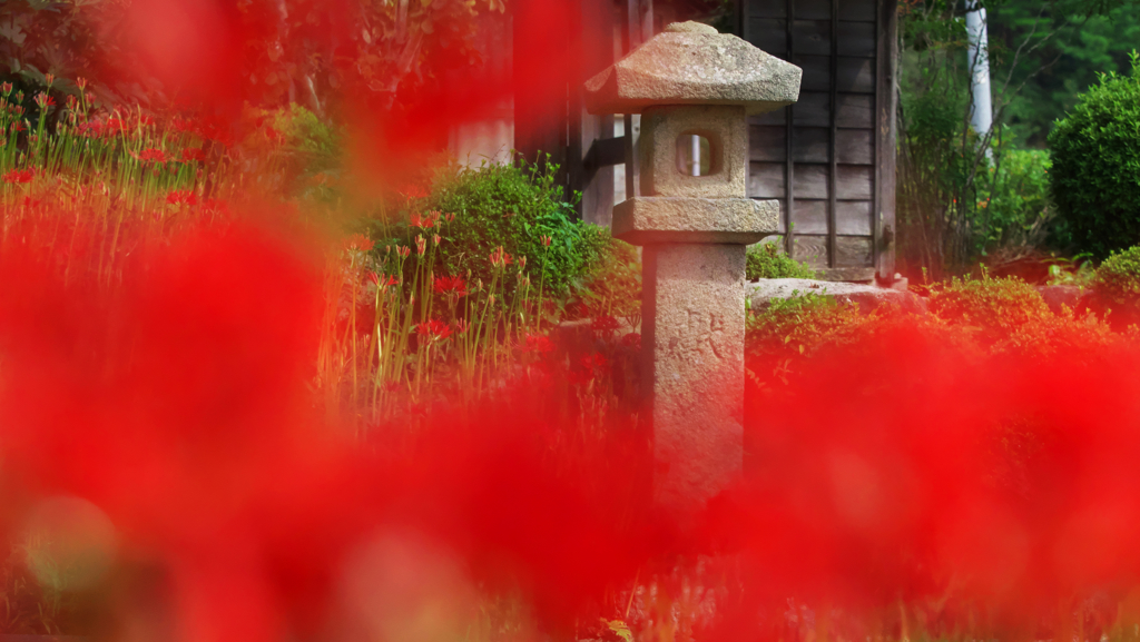 彼岸花・１８