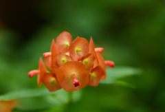 チャイニーズハットツリー