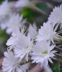 サボテンの花・３２