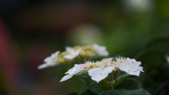 アジサイ・２８