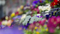 パンジー ・１９＿１０