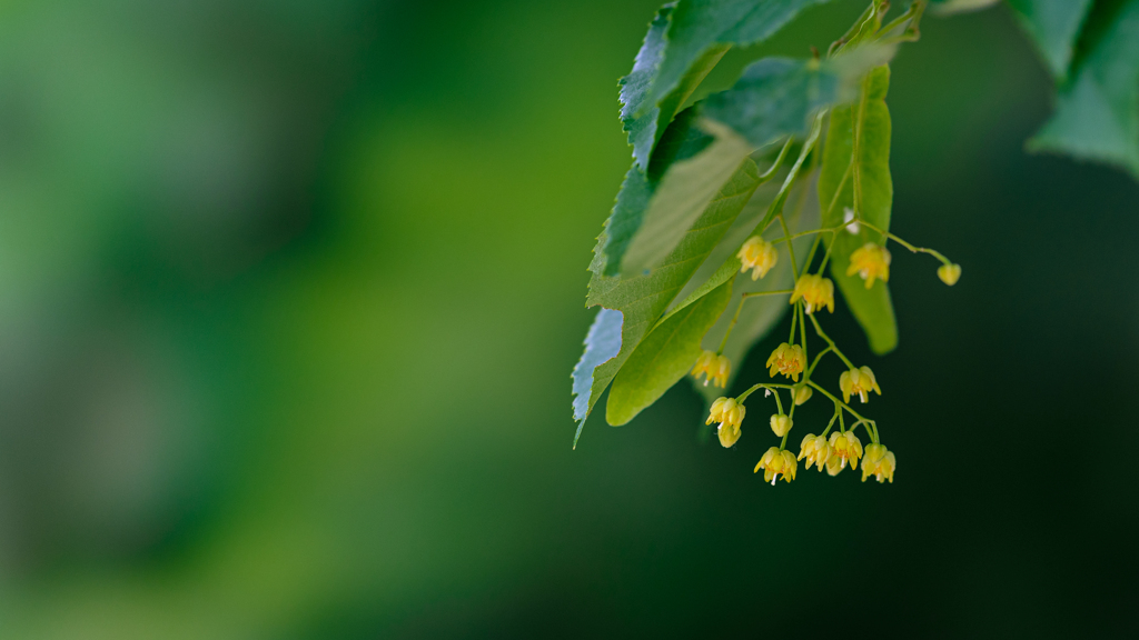 菩提樹の花・２