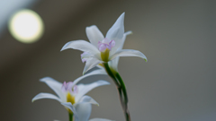 白い花＿１０