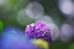 アジサイ・３２