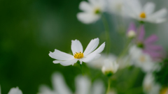 秋桜・５＿３