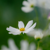 秋桜・５＿３